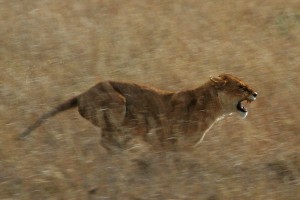 Serengeti_Lion_Running_saturated